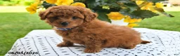 Mini Goldendoodle dogs for sale: Sofia - Ad 4