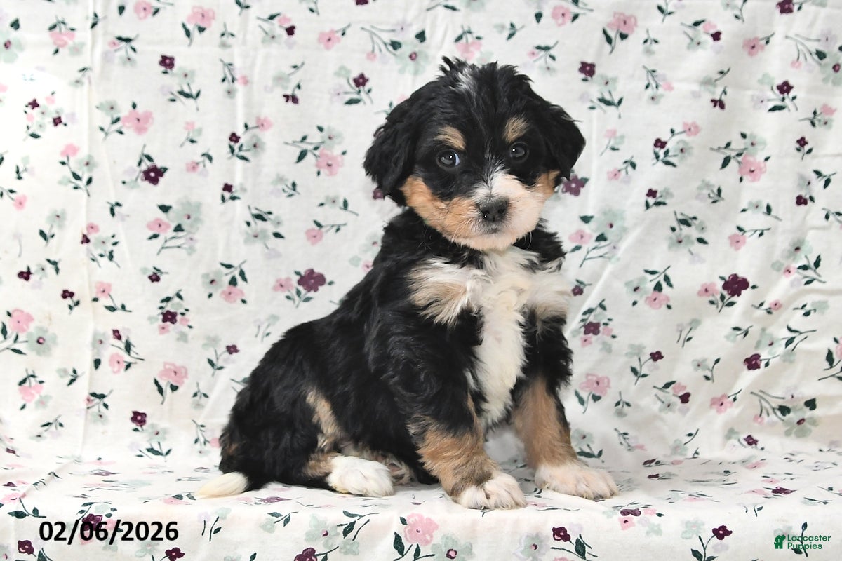 Bernedoodle dogs Amber - Ad 2