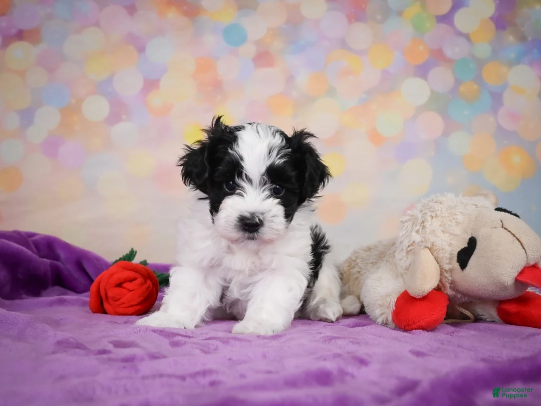 Maltipoo dogs for sale: Tyler - Ad 2