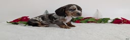 Miniature Dachshund dogs for sale: Xander  - Ad 7