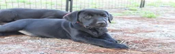 Labrador Retriever dogs for sale: Red Collar - Ad 4