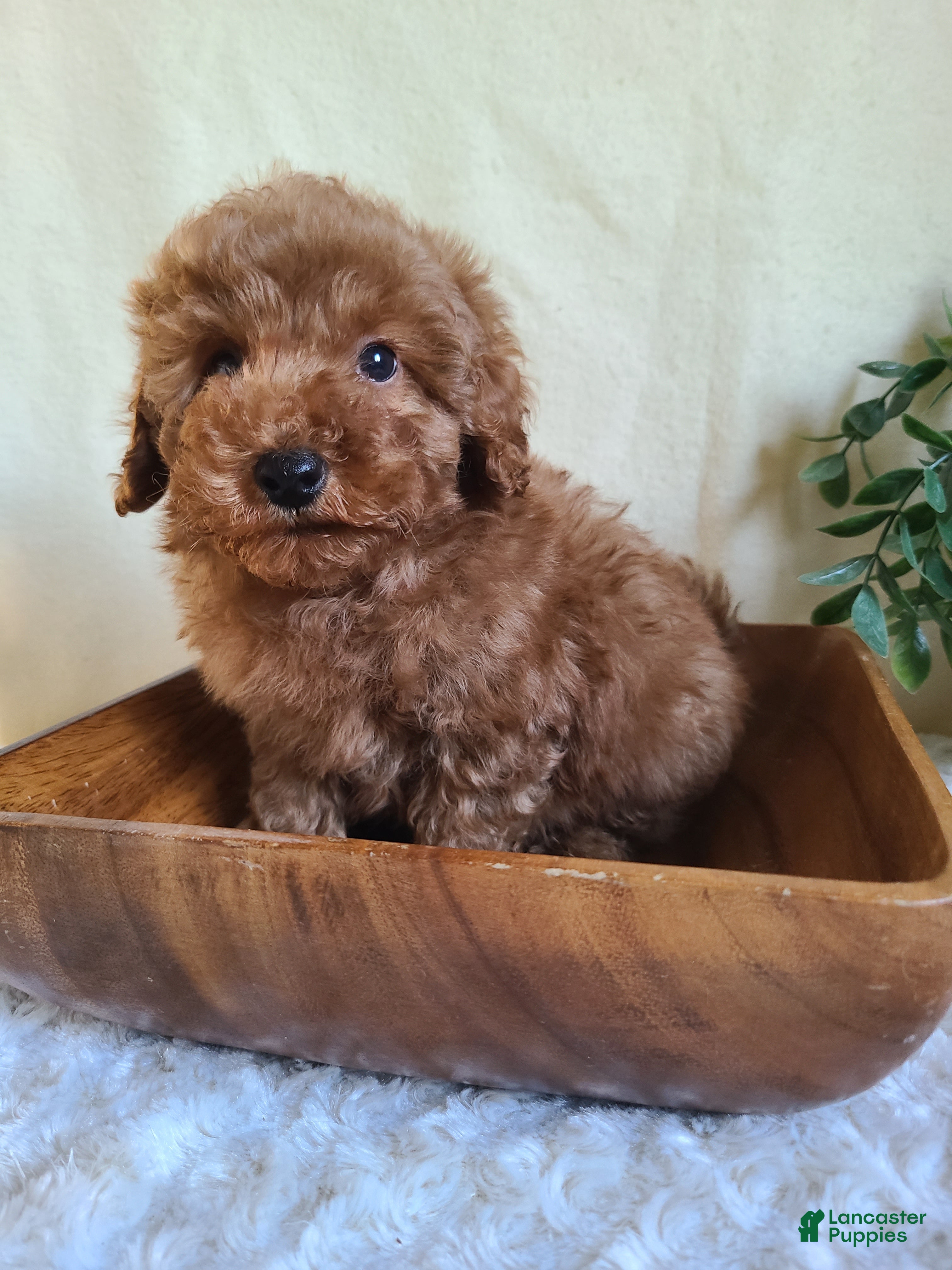 Miniature Poodle dogs for sale: Captain - Ad 2