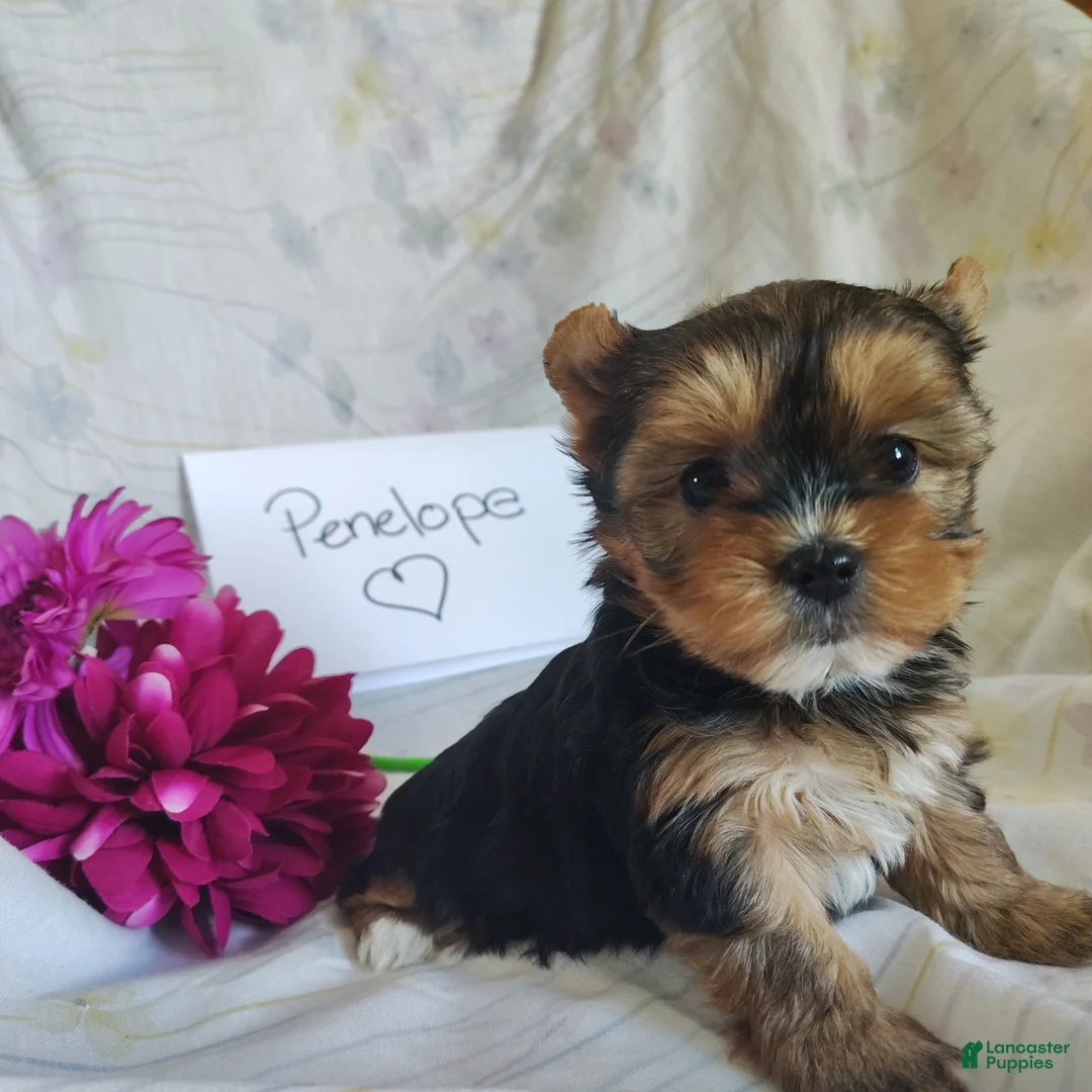 Yorkshire Terrier dogs for sale: Penelope - Ad 2