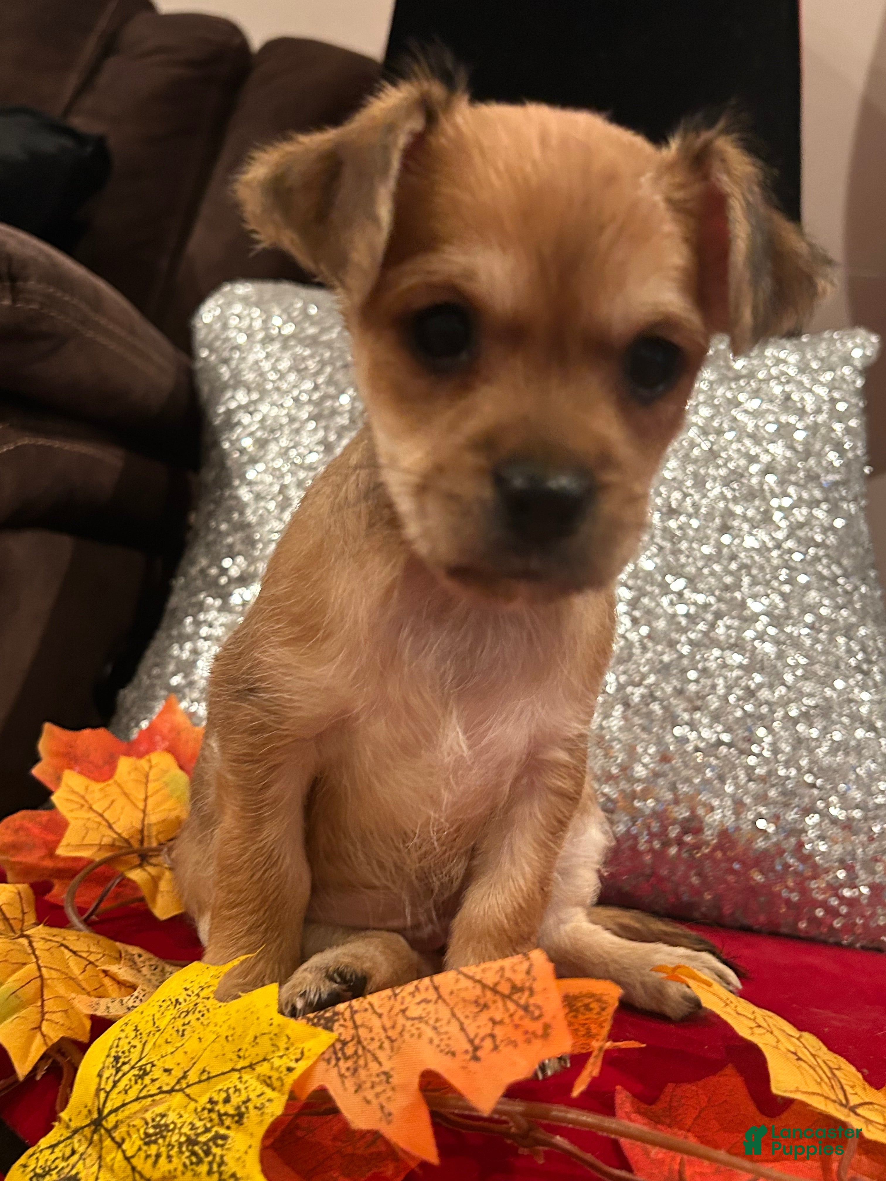 Mixed Breed dogs for sale: Mixed Breed 2 - Ad 3
