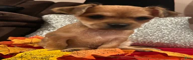 Mixed Breed 2
