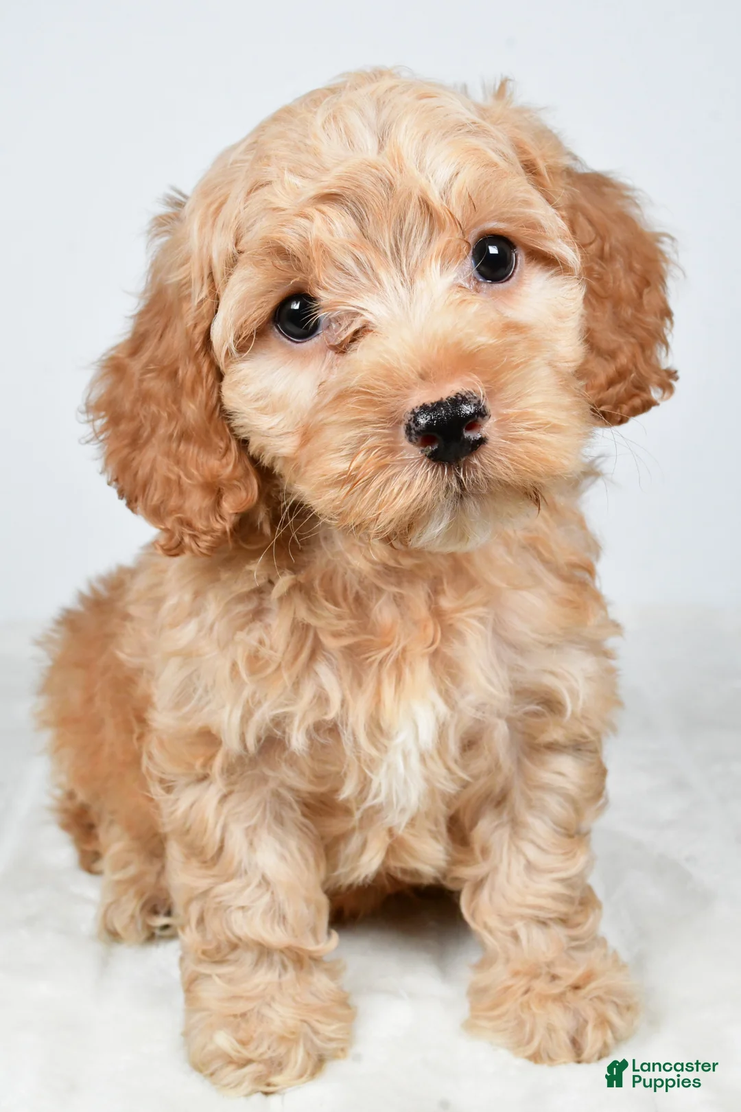 Cockapoo dogs for sale: Captain - Ad 1