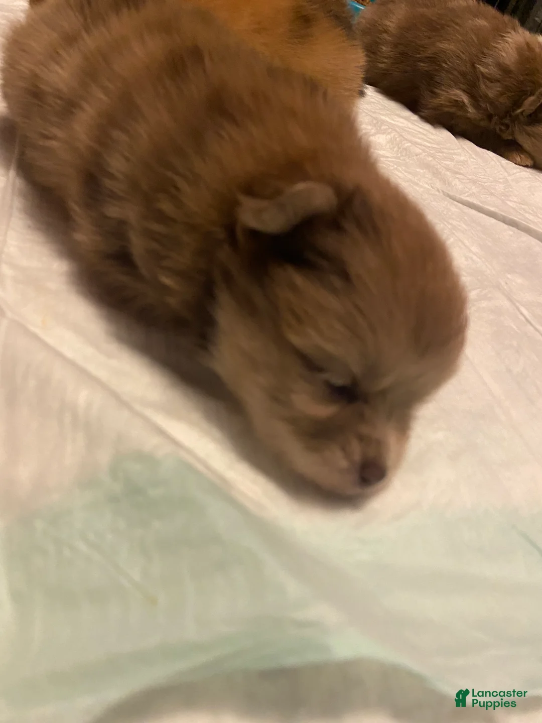 Pomeranian dogs for sale: Pomeranian 4 - Ad 1