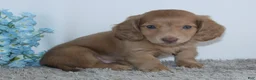 Miniature Dachshund dogs for sale: Isaac - Ad 4