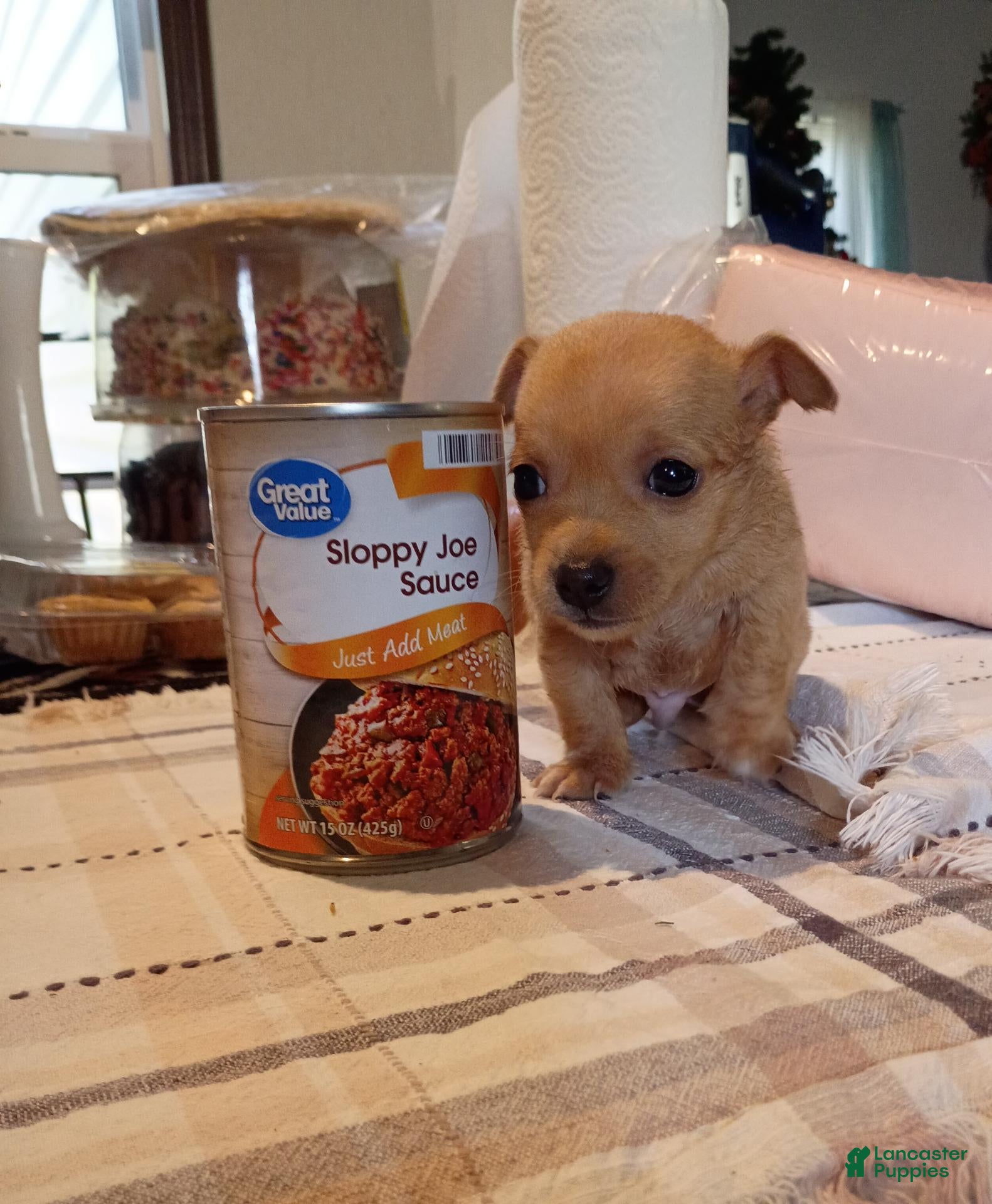 Chihuahua dogs for sale: Teacup Ted - Ad 1