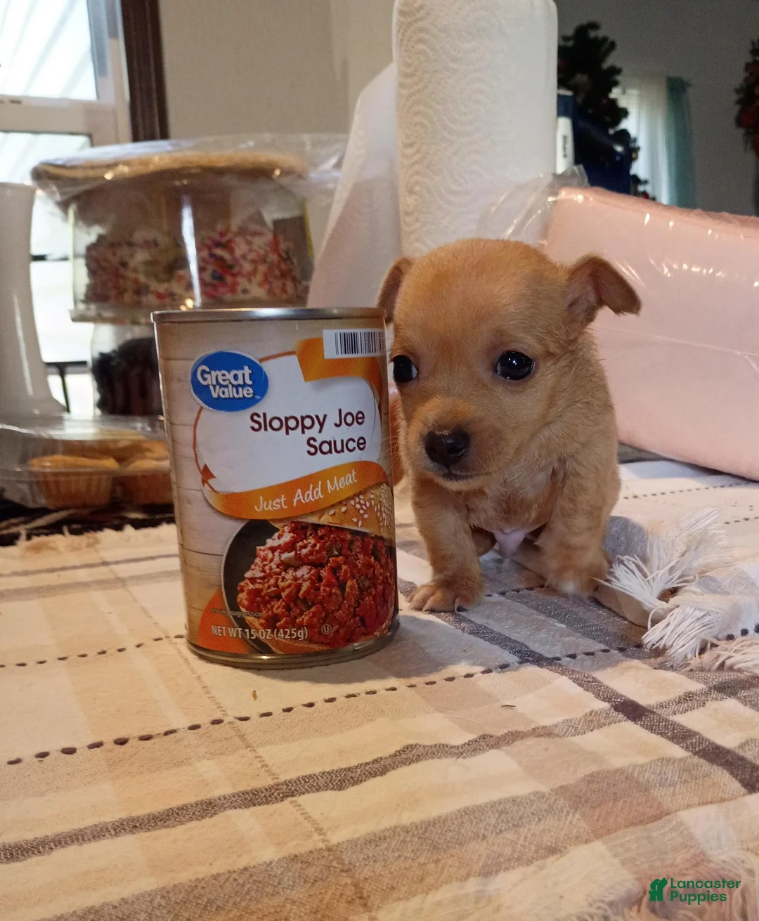 Chihuahua dogs for sale: Teacup Ted - Ad 1