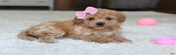 Bichpoo dogs for sale: Lexy - Ad 7