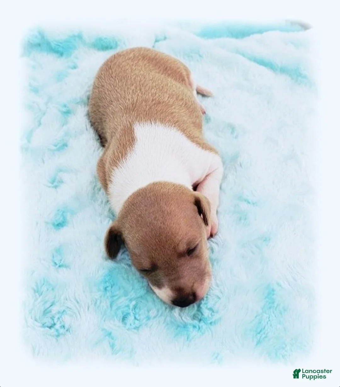 Italian Greyhound dogs for sale: Santiago - Ad 1