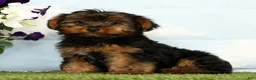 Yorkshire Terrier dogs for sale: Kyrie - Ad 2