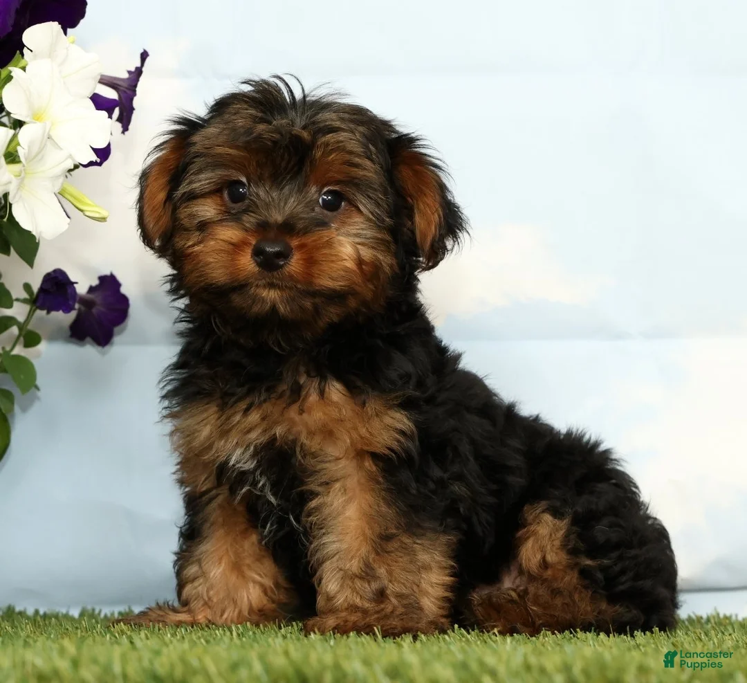 Yorkshire Terrier dogs for sale: Kyrie - Ad 2