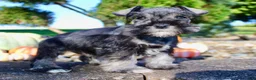 Miniature Schnauzer dogs for sale: Eddie Male AKC Mini Schnauzer - Ad 9
