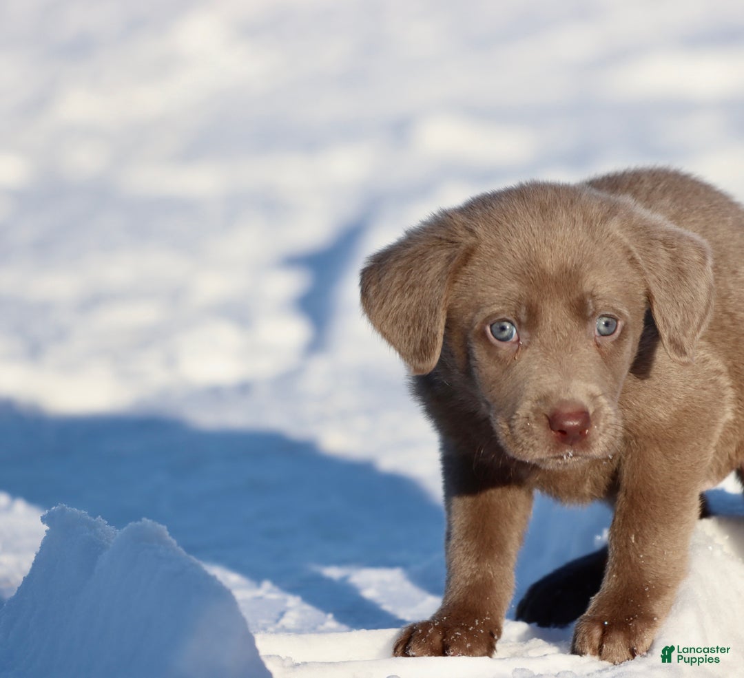 Labrador Retriever dogs for sale: Little Bear - Ad 3