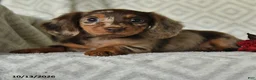Miniature Dachshund dogs for sale: Dandy - Ad 2