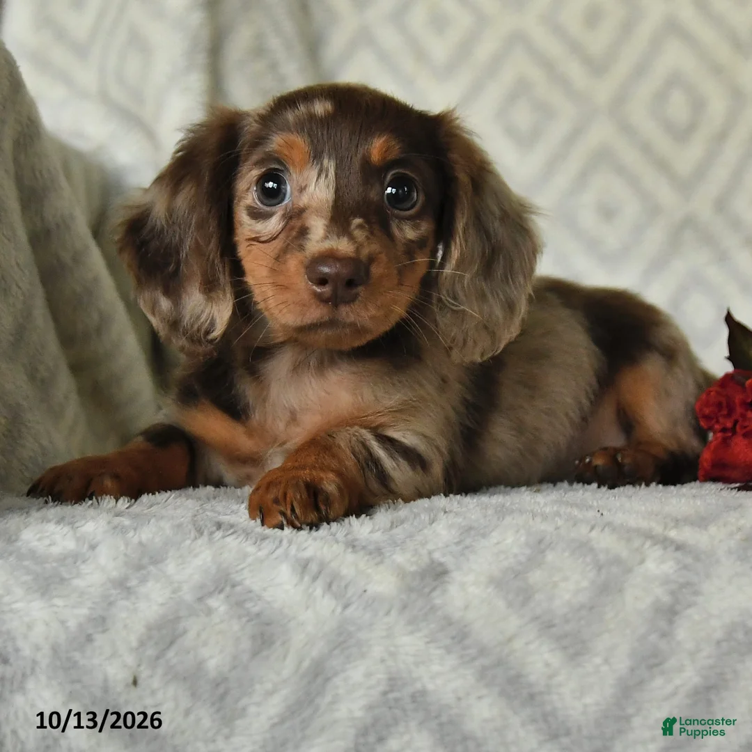 Miniature Dachshund dogs for sale: Dandy - Ad 2