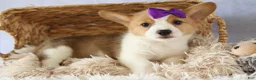 Welsh Corgi Pembroke dogs for sale: Zoey 🌸 - Ad 4