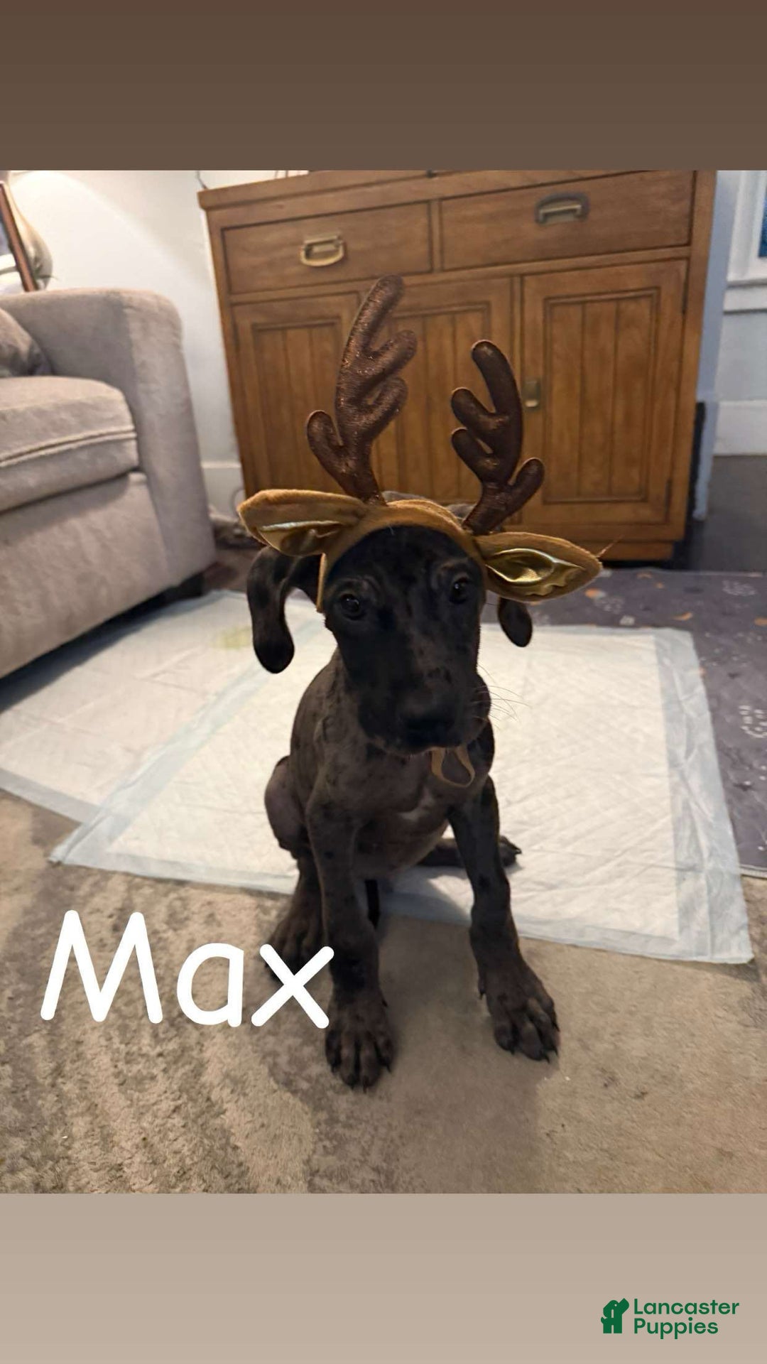 Great Dane dogs for sale: Maximus  - Ad 2