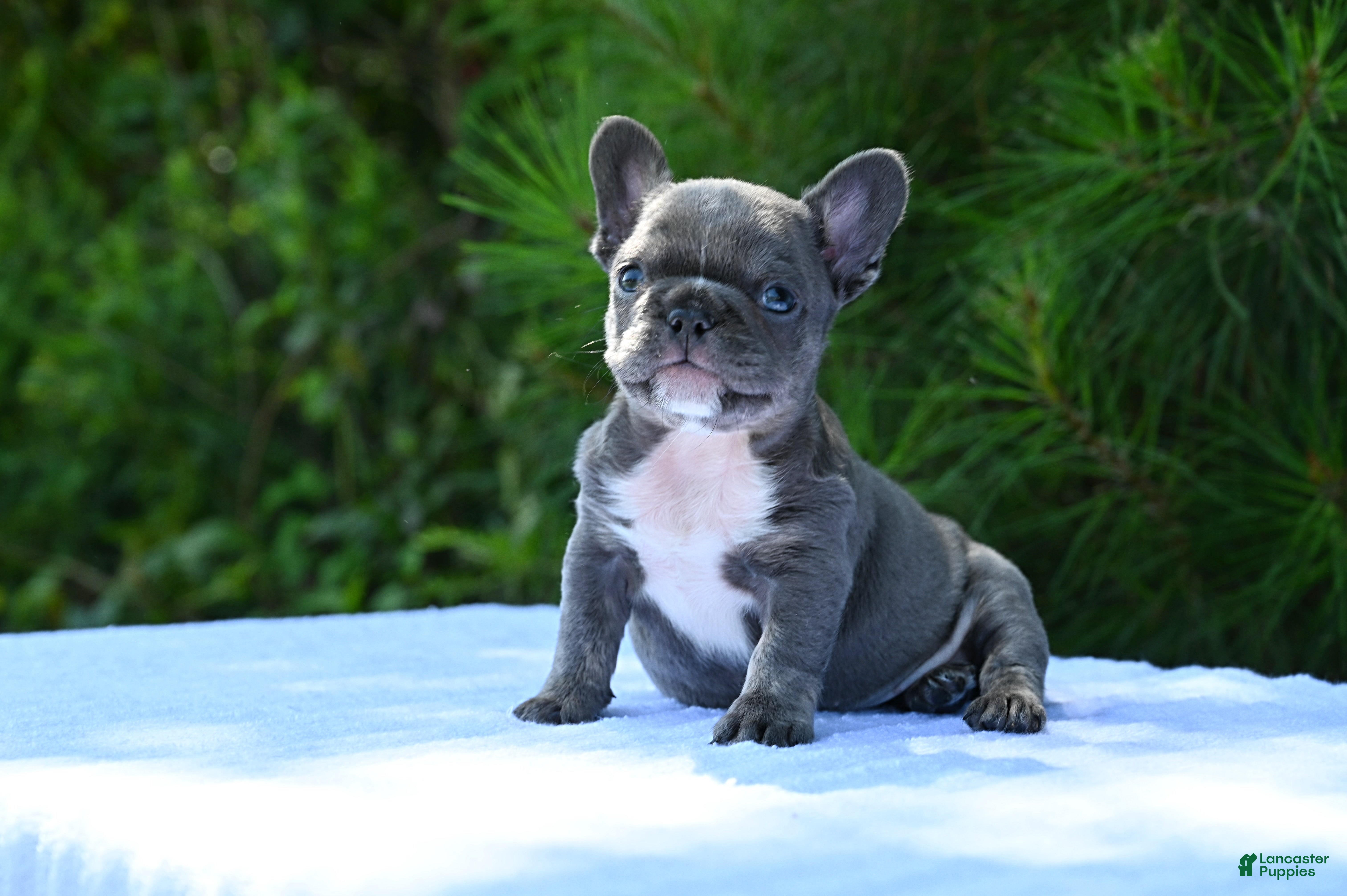 French Bulldog dogs French Bulldog 2 - Ad 2