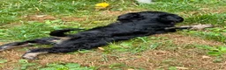 Mini Bernedoodle dogs for sale: Annie - Ad 5