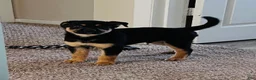 Mixed Breed dogs for sale: Jax - Ad 3