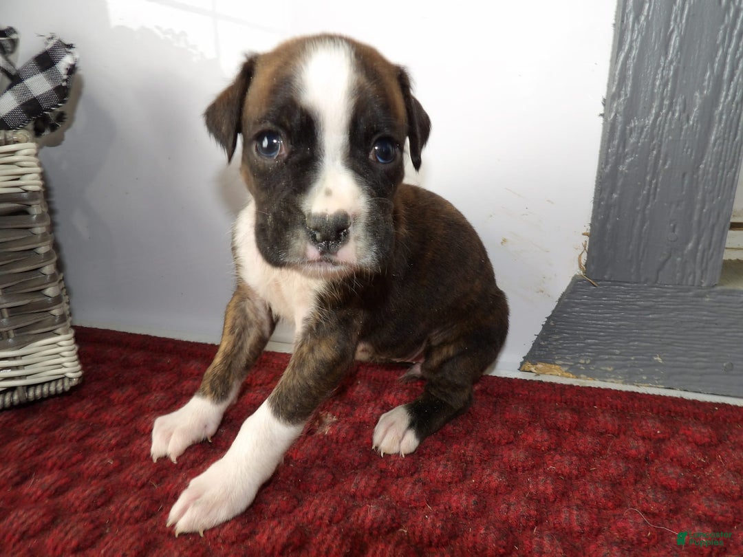 Gallery Image {{count}}