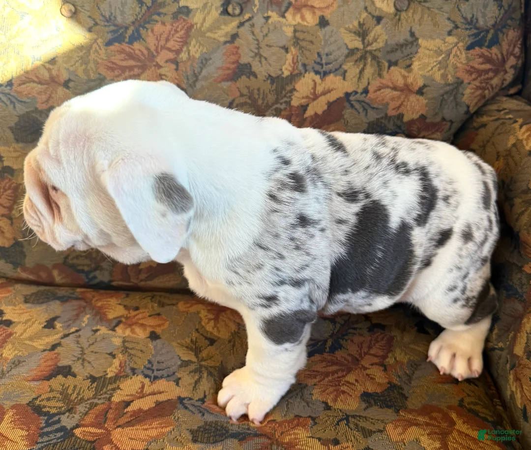 American Bulldog dogs for sale: Bailey - Ad 5