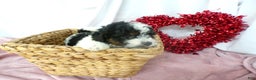 Bernedoodle dogs for sale: Anson - Ad 5