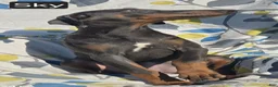 Doberman Pinscher dogs for sale: WEEKEND SPECIAL $600 OFF! Sky BLUE Doberman Pinscher Female Puppy  - Ad 4