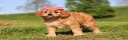 Cavapoo dogs for sale: Cocoa - Ad 8