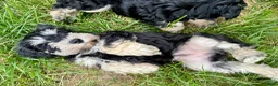 Miniature Schnauzer dogs for sale: Cookie and Cream - Ad 1
