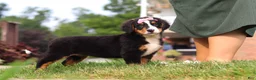 Bernese Mountain Dog dogs for sale: Casey - Ad 4