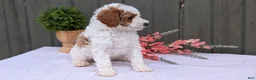 Miniature Poodle dogs for sale: Apollo - Ad 4