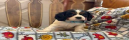 Cavalier King Charles Spaniel dogs for sale: Teresa - Ad 3