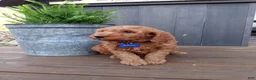 Mini Goldendoodle dogs for sale: Calvin F1b - Ad 8