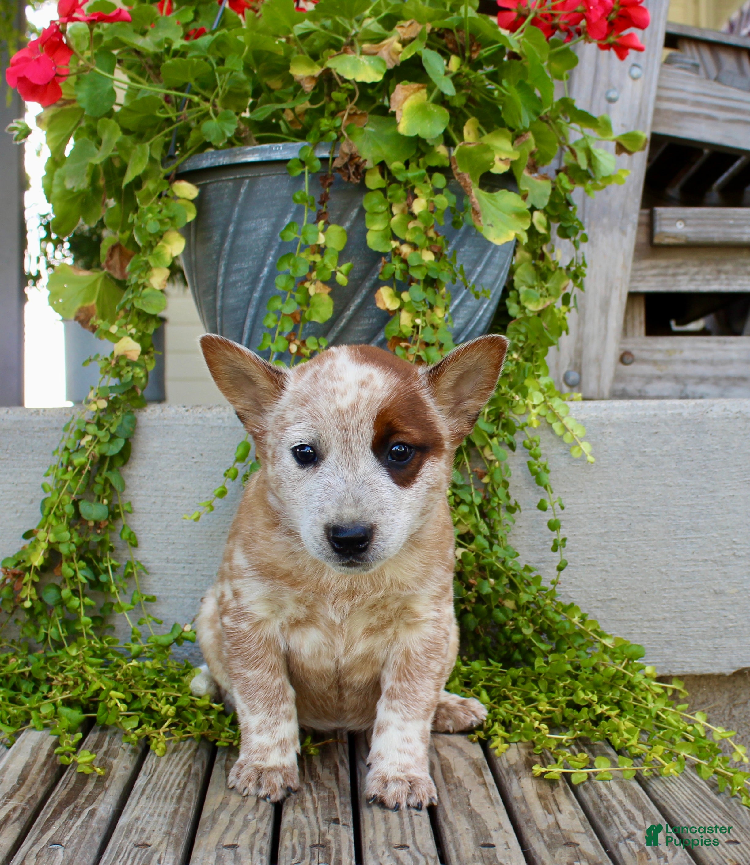 Australian Cattle Dog dogs Ava - Ad 2