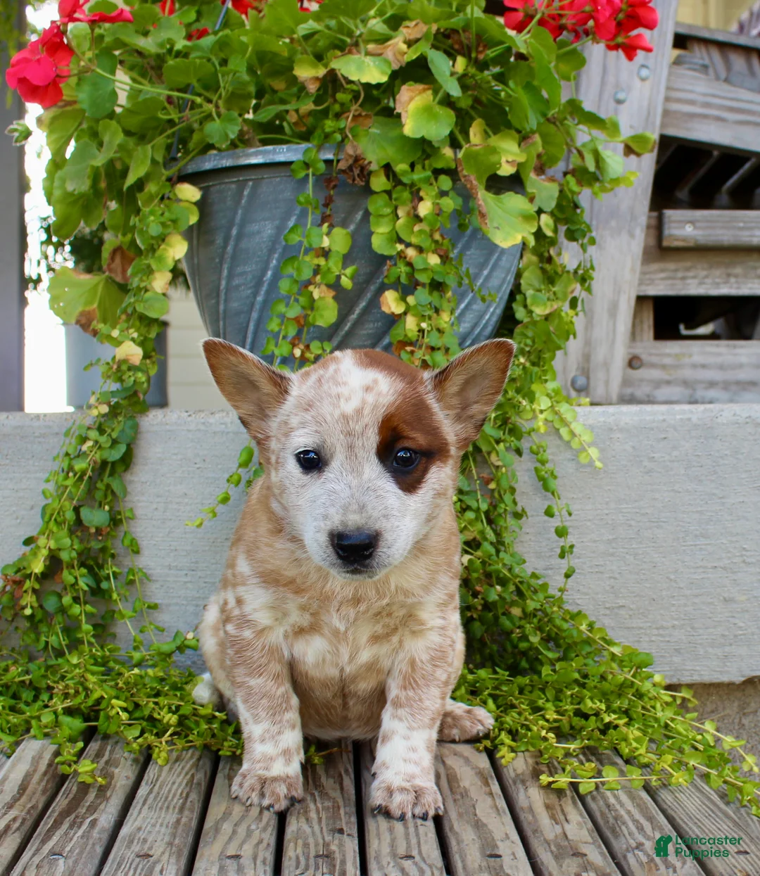 Australian Cattle Dog dogs for sale: Ava - Ad 2