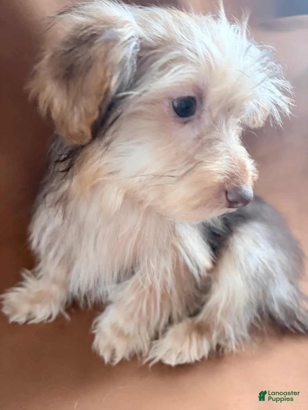 Morkie dogs for sale: Gucci  - Ad 2