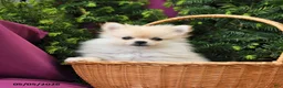 Pomeranian dogs for sale: Lassie - Ad 2
