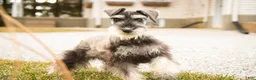 Miniature Schnauzer dogs for sale: Holly - Ad 8
