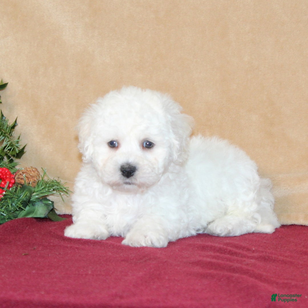 Bichon Frise dogs for sale: Dunkin - Ad 3