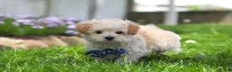 Maltipoo dogs for sale: Finn - Ad 5