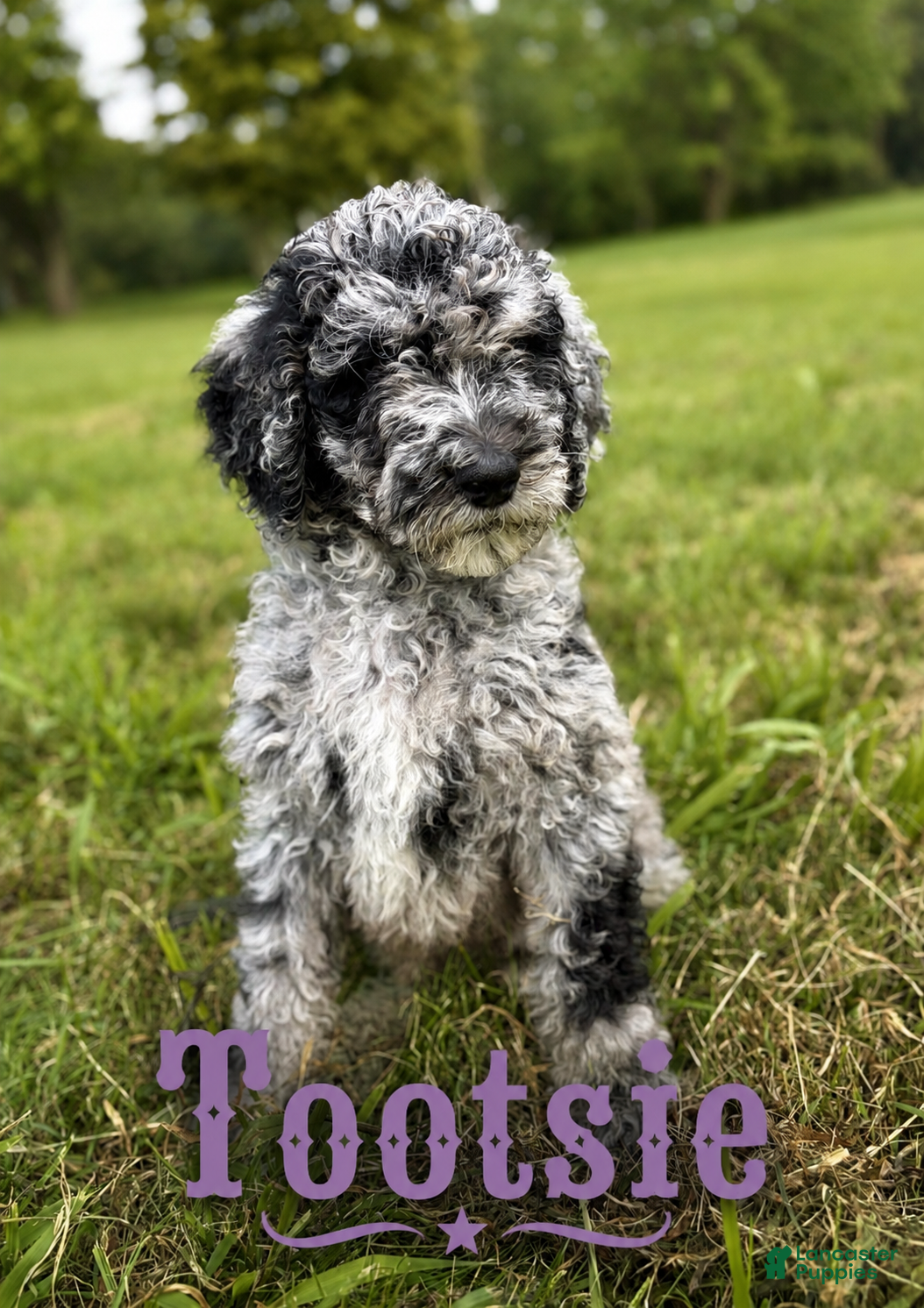 Standard Poodle dogs Tootsie - Ad 2