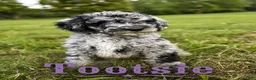 Standard Poodle dogs for sale: Tootsie - Ad 2