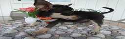 Chihuahua dogs for sale: Chihuahua 1 Cory - Ad 4
