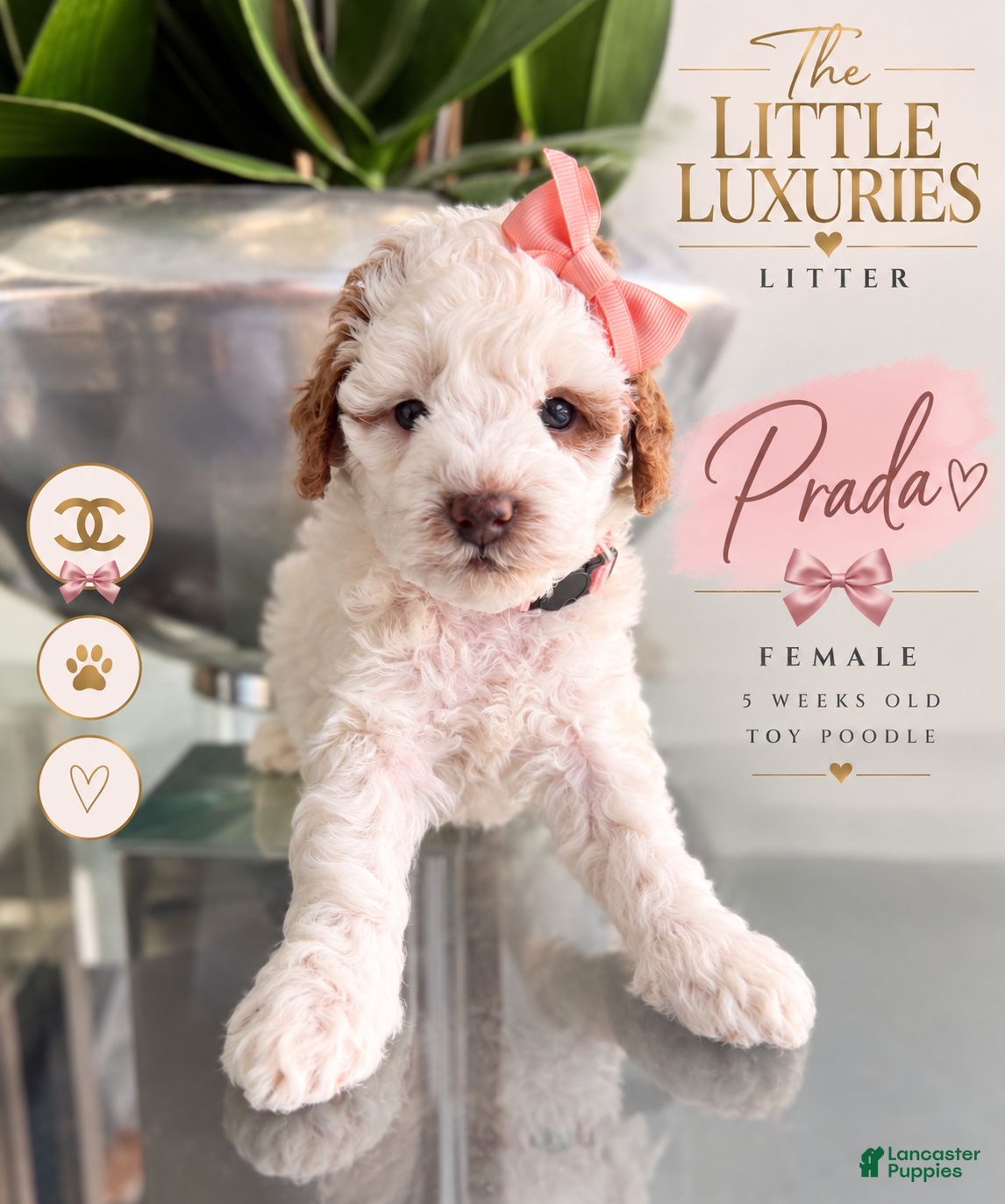 Miniature Poodle dogs for sale: Miniature Poodle 3 - Ad 3