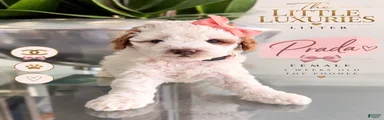 Miniature Poodle 3