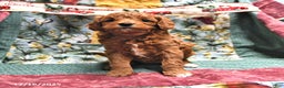Goldendoodle dogs for sale: Molly - Ad 3